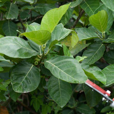 The phenology of diecious Ficus spp. tree species and its importance ... - raincitystudios.com