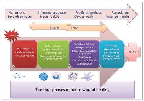 The physiology of wound healing - ScienceDirect - muktibox.com