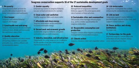 The planetary role of seagrass conservation | Science - muktibox.com