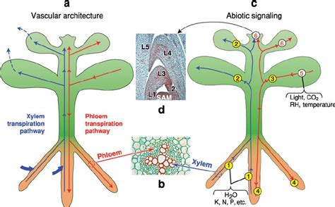 The plant vascular system functions as the conduit for long-distance ... - muktibox.com