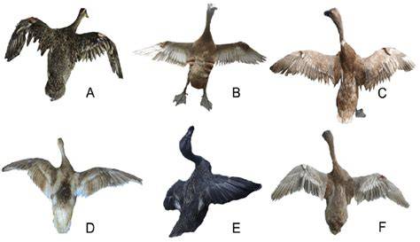 The plumage color variation of Indonesian local duck … - raincitystudios.com