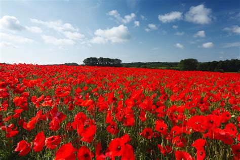 THE POPPY & PARLIAMENT, Huntsville - Omdömen om …