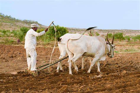 The Power of the Bull: Ancient Farming Techniques in the ... - raincitystudios.com