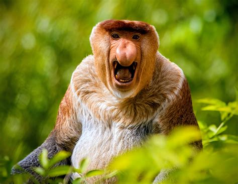 The proboscis monkey - Home - muktibox.com