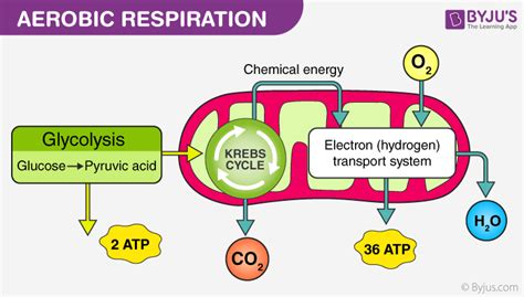 The process of aerobic respiration - Student Academic … - muktibox.com
