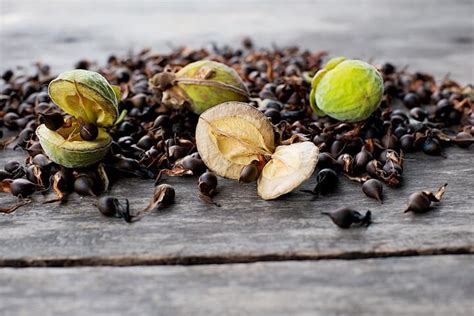 The process of growing Aquilaria seeds - A Comprehensive Guide - - balustradellc