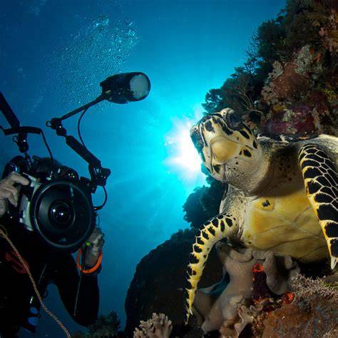The Professional Underwater Photography Course - raincitystudios.com