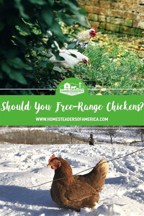 The Pros and Cons of Free-Range Chickens - balustradellc