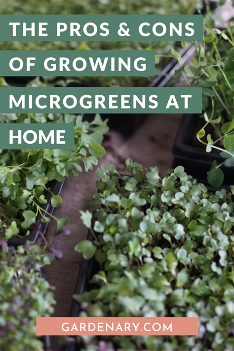 The Pros and Cons of Growing Microgreens at Home - balustradellc