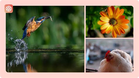 The Pros And Cons Of Shallow Depth Of Field - In … - balustradellc