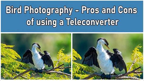 The Pros and Cons of Using Teleconverters … - balustradellc