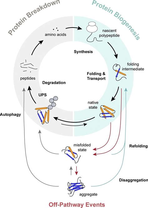 The Proteome Folding Problem and Cellular Proteostasis - muktibox.com