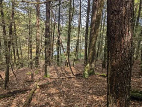 The Quiet Walker of Forest Trails - balustradellc