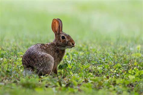 The Rabbit - Husbandry, health and protection - raincitystudios.com