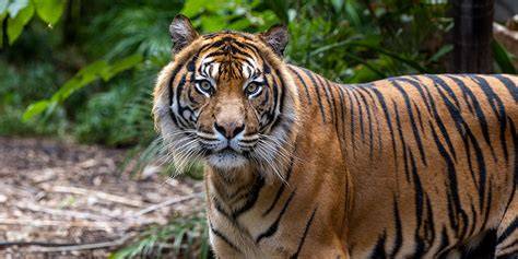 The race to save the Sumatran tiger - raincitystudios.com