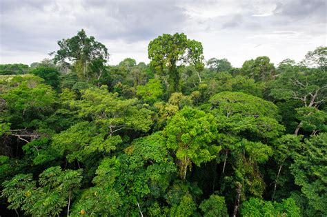The rainforest canopy - muktibox.com