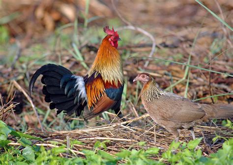 The Red Jungle Fowl (Gallus gallus) - balustradellc