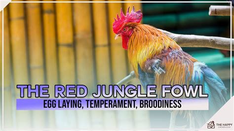 The Red Jungle Fowl Breed Profile: Egg Laying, Temperament - balustradellc