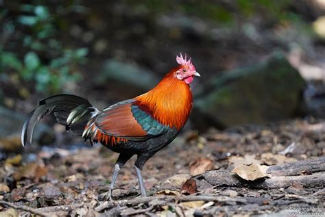 The Red Junglefowl (Gallus gallus) - BackYard Chickens - balustradellc