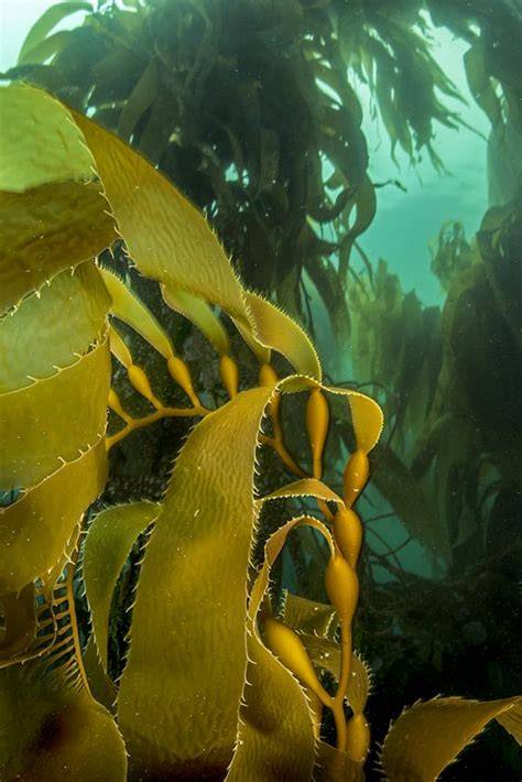 The remarkable power of Australian kelp - BBC - raincitystudios.com