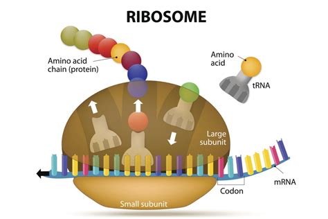 The Ribosome and Protein Synthesis - Wiley Online Library - muktibox.com