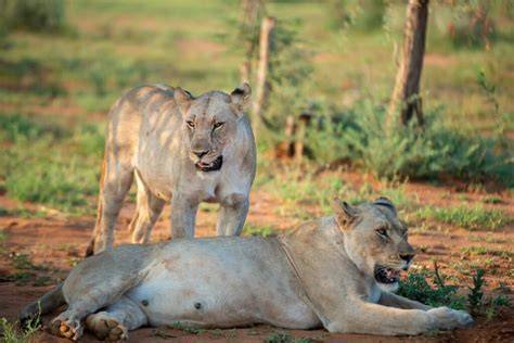 The Rise of Big Cat Wildlife Corridors - NewsBreak - raincitystudios.com