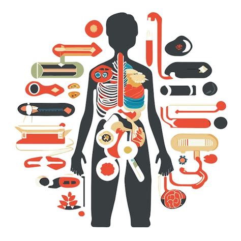 The Role Of Anatomy In Drawing For Character Illustration ... - muktibox.com