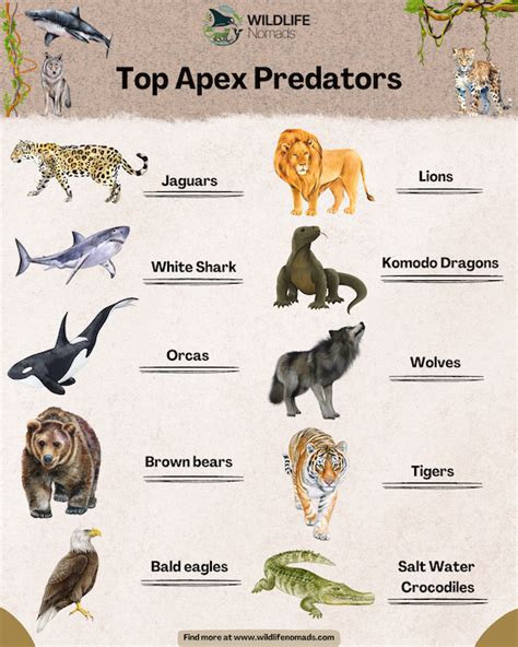 The Role of Apex Predators in Ecosystems - The … - muktibox.com