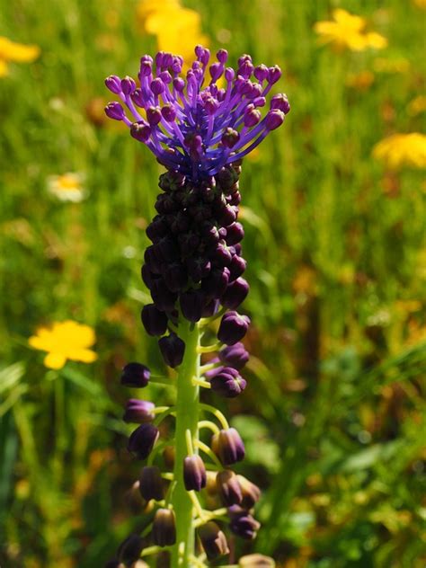 The Role of Ballistics in Forensics: Unmasking Crime … - wintechmobiles.com