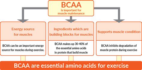 The Role of BCAAs in Nutrition and Exercise Performance - balustradellc