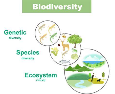 The Role of Biodiversity in Ensuring the Functioning of Ecosystems ... - raincitystudios.com