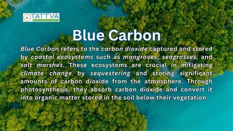 The Role of Blue Carbon in Climate Change Mitigation … - raincitystudios.com