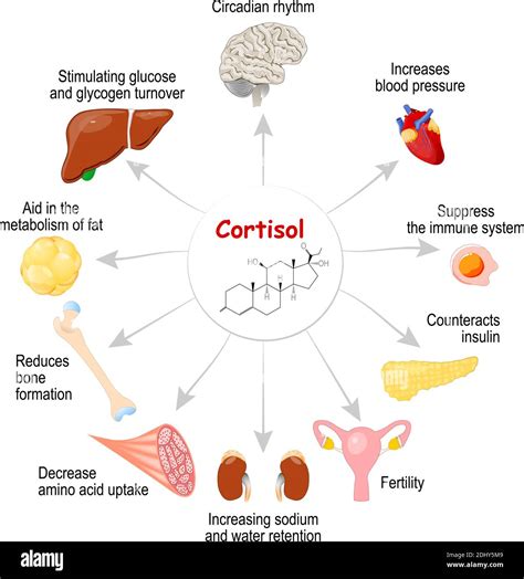 The role of cortisol in the body - healthdirect - balustradellc