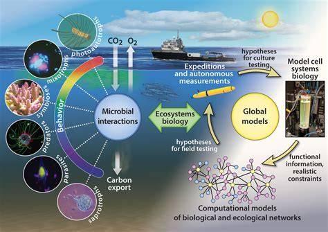 The Role of Marine Microbes in Global Biogeochemical Cycles - raincitystudios.com
