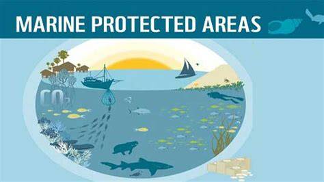 The role of Marine Protected Areas in the conservation of fisheries ... - raincitystudios.com