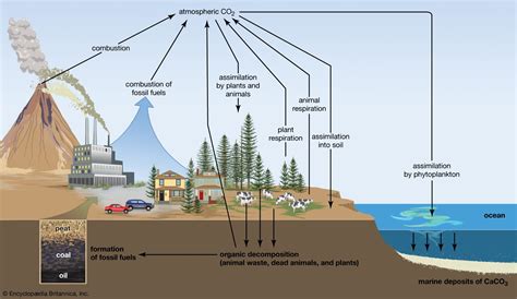 The Role of Mass Wasting in Carbon Cycling and Sequestration in ... - wintechmobiles.com