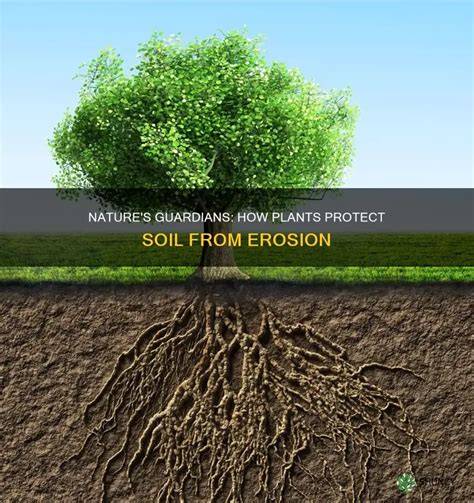 The Role of Plant Roots in Preventing Soil Erosion - raincitystudios.com