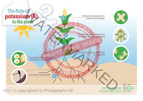 The Role of Potassium | Springer Nature Link - muktibox.com
