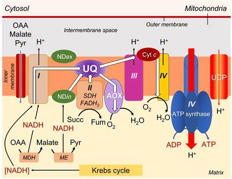 The role of respiration metabolism in dicyclohexylcarbodiimide and ... - raincitystudios.com