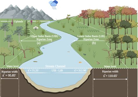 The Role of Riparian Forests for Aquatic-Terrestrial Linkages ... - muktibox.com