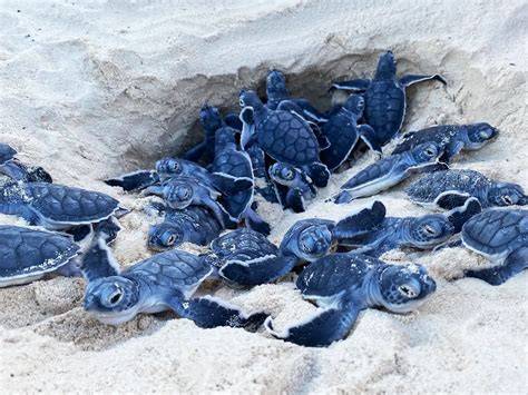 THE ROLE OF SEA TURTLE CONSERVATION … - raincitystudios.com