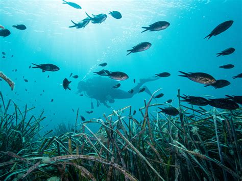 The role of Seagrass in Climate Change Mitigation and Adaptation - muktibox.com