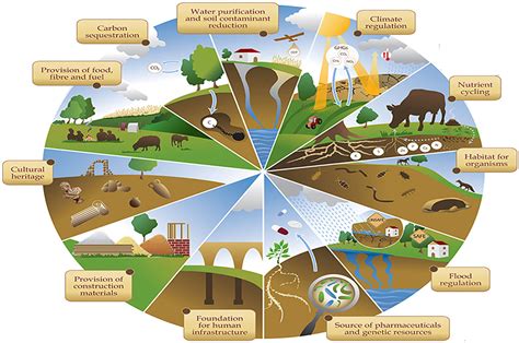 The role of soil ecosystem services in the circular … - raincitystudios.com