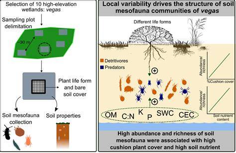 The Role of Soil Mesofauna as Indicators of … - raincitystudios.com