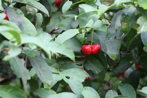 The role of Syzygium samarangense in nutrition and ... - ScienceDirect - raincitystudios.com