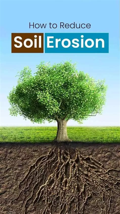 The Role of Trees in Soil Erosion Prevention - raincitystudios.com
