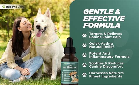 The Role of Turmeric and Ginger in Natural Pain Relief for Dogs - balustradellc