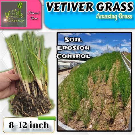 The Role Of Vetiver Grass In Soil Erosion And Slope … - raincitystudios.com