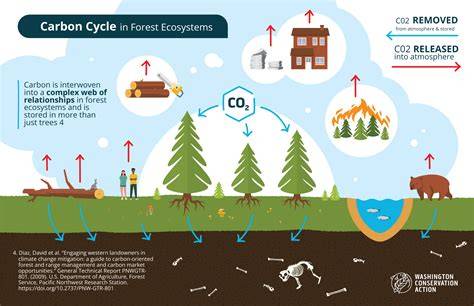 The Role Of Wood-Decaying Fungi In The Carbon Cycle Of Forest ... - raincitystudios.com
