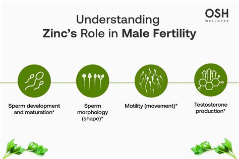 The Role of Zinc in Male Fertility - PMC - balustradellc